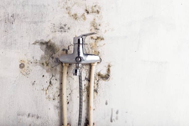 Sansom Park, TX Mold Removal Company