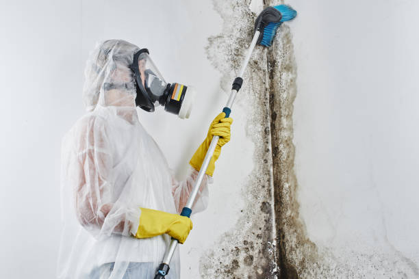 Best Mold Removal Specialists  in Sansom Park, TX