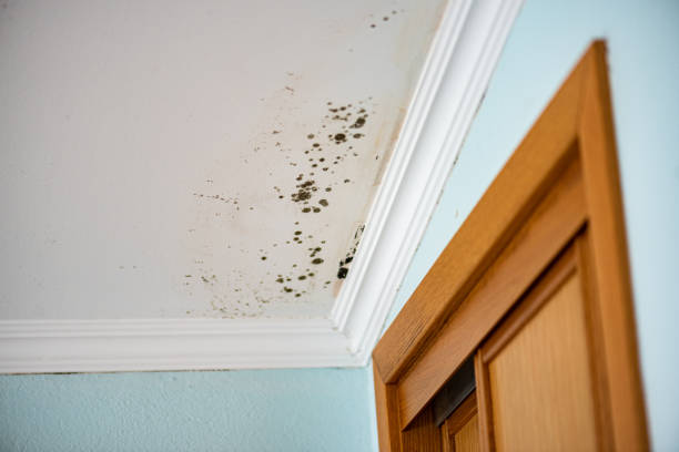 Mold Removal Process in Sansom Park, TX