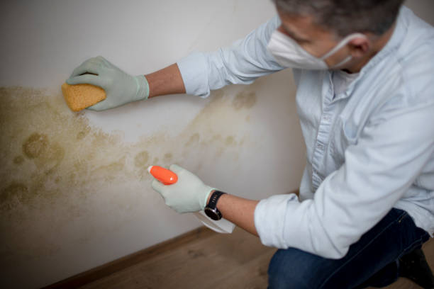 Best Mold Removal Company Near Me  in Sansom Park, TX