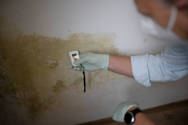 Best Residential Mold Removal  in Sansom Park, TX