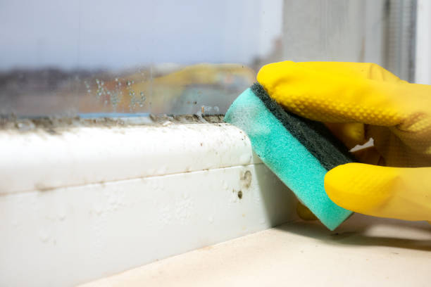 Best Professional Mold Removal  in Sansom Park, TX