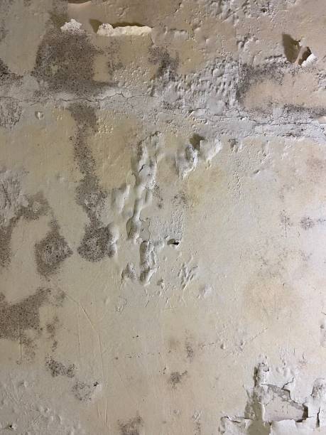 Best Commercial Mold Removal  in Sansom Park, TX